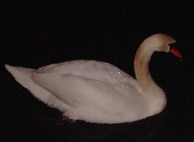 PICT1111CYGNEI.jpg