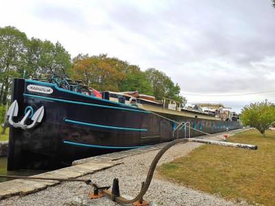 Magnolia p.jpg