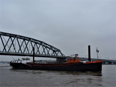 Hebbes-2-20-03-2019-Nijmegen (2).JPG
