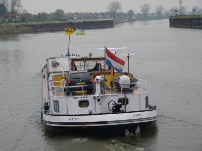 dolfijn-3-31-03-2011.jpg