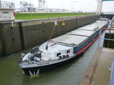 dolfijn-2-31-03-2011.jpg