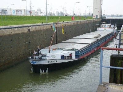 dolfijn-1-31-03-2011.jpg