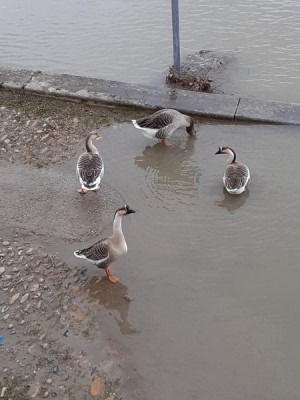 oies (Copier).jpg (65.94 Kio) Vu 50613 fois oies (Copier).jpg