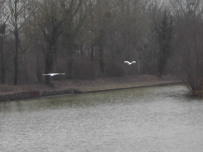 PICT2101CYGNES.jpg