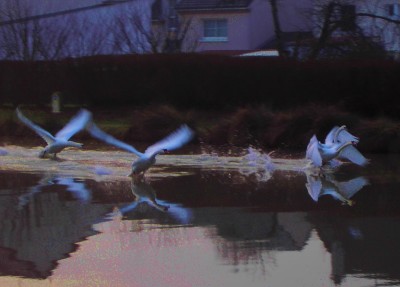 PICT2120CYGNE4.jpg