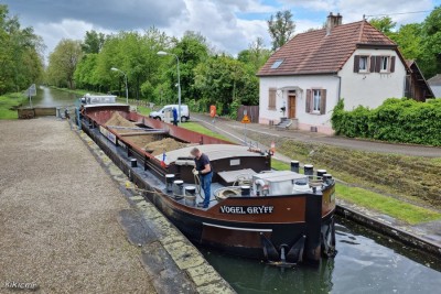 VOGEL GRYFF Illkirch mai 2021.jpg (275.88 Kio) Vu 2691 fois VOGEL GRYFF Illkirch mai 2021.jpg