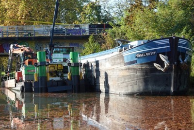 VOGEL GRYFF Illkirch 2022-10-25 (av).jpg (297.21 Kio) Vu 2956 fois VOGEL GRYFF Illkirch 2022-10-25 (av).jpg