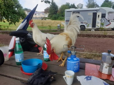 coq 3 (Copier).jpg (141.71 Kio) Vu 4825 fois coq 3 (Copier).jpg