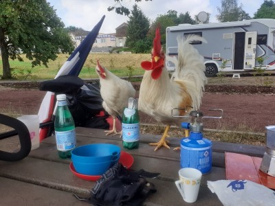 coq 2 (Copier).jpg (138.62 Kio) Vu 4825 fois coq 2 (Copier).jpg