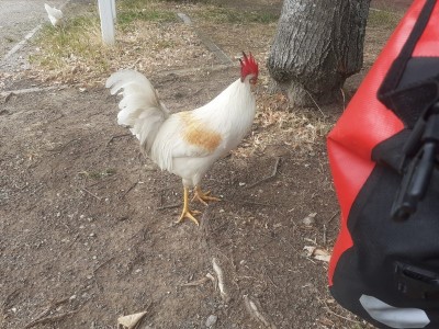 coq 1 (Copier).jpg (194.93 Kio) Vu 4825 fois coq 1 (Copier).jpg