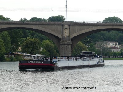 Black Swan Melun.JPG