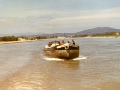 Rocambole.jpg