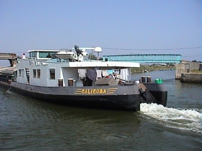 Calicoba03.JPG