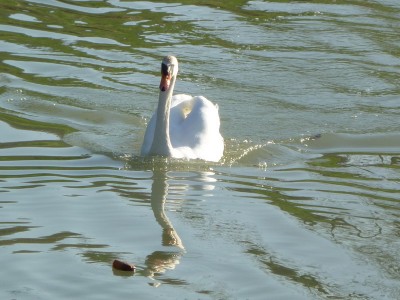 P1010597CYGNE.jpg (154.28 Kio) Vu 5893 fois P1010597CYGNE.jpg