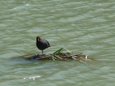 P1020363POULE.JPG (122.85 Kio) Vu 5858 fois P1020363POULE.JPG