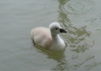 P1020515CYGNE.jpg (107.31 Kio) Vu 5837 fois P1020515CYGNE.jpg