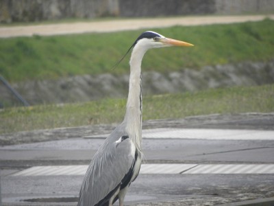 DSCN0481.JPG (99.68 Kio) Vu 5502 fois DSCN0481.JPG