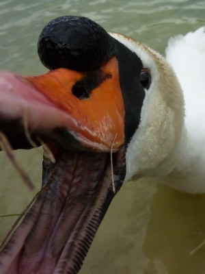 P1020648CYGNE.jpg