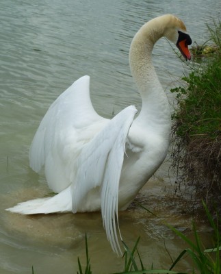 P1020658CYGNE.jpg (131.12 Kio) Vu 5816 fois P1020658CYGNE.jpg