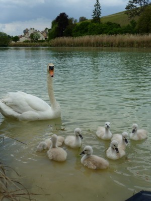 P1020667.jpg (143.06 Kio) Vu 5810 fois P1020667.jpg