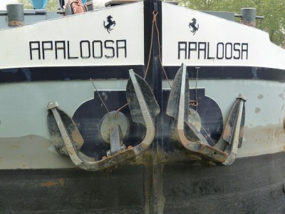 P1020460APALOOSA.jpg (140.79 Kio) Vu 5684 fois P1020460APALOOSA.jpg