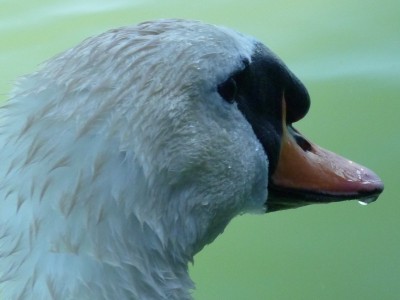 P1040419CYGNE.jpg