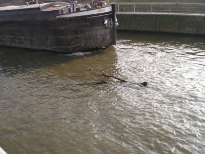 CIMG2236.JPG (194.28 Kio) Vu 3200 fois CIMG2236.JPG