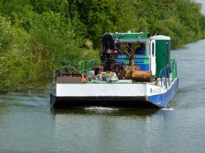 P1070651SANGLIER.jpg