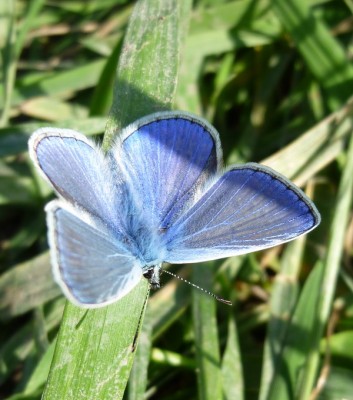 P1070756PAPILLON.jpg (137.39 Kio) Vu 4450 fois P1070756PAPILLON.jpg