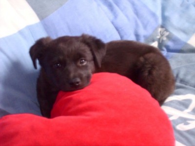 LPIC1438 (Copier).jpg (58.16 Kio) Vu 2981 fois LPIC1438 (Copier).jpg