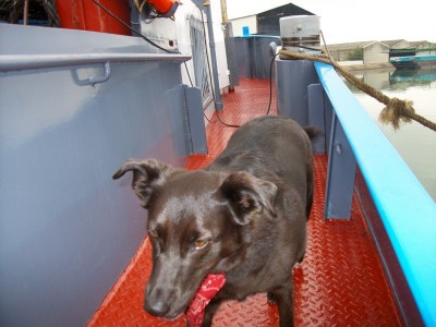 IMGP0426 (Copier).JPG (114.79 Kio) Vu 2981 fois IMGP0426 (Copier).JPG