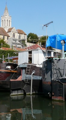 myosotis-ar.JPG