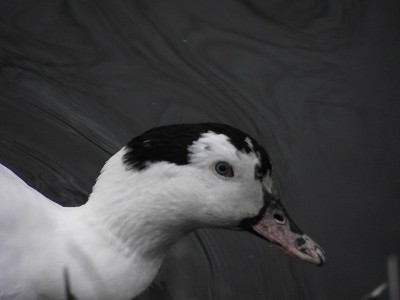 2011_01082010_12050006 - Copie.JPG (136.88 Kio) Vu 4383 fois 2011_01082010_12050006 - Copie.JPG