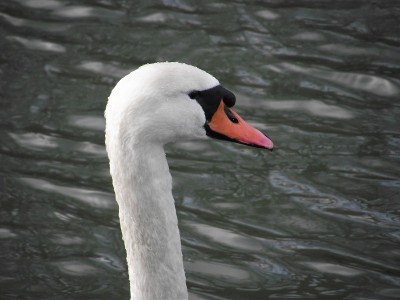 2011_01082010_12050026 - Copie.JPG (177.57 Kio) Vu 4383 fois 2011_01082010_12050026 - Copie.JPG