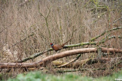 Pub Eurovia 010_1.jpg (140.13 Kio) Vu 4368 fois Pub Eurovia 010_1.jpg