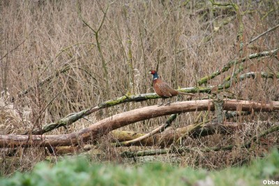 Pub Eurovia 009_1.jpg (133.47 Kio) Vu 4368 fois Pub Eurovia 009_1.jpg