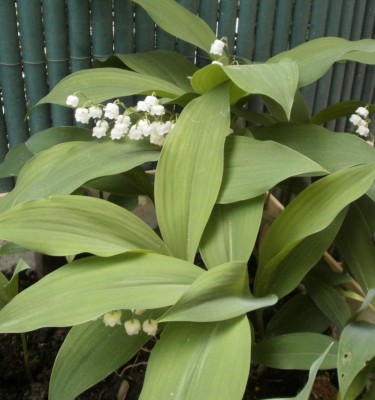 muguet [800x600].jpg
