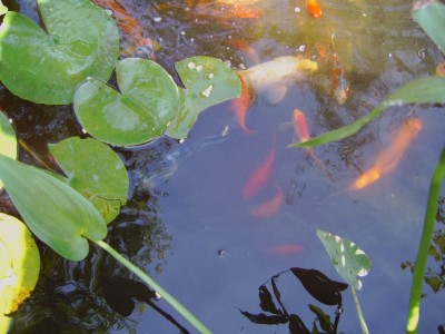 bassin.JPG
