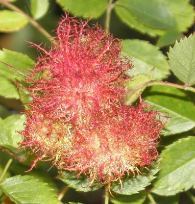 image.jpg (325.3 Kio) Vu 4515 fois image.jpg