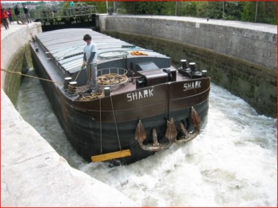 1avant shark.JPG