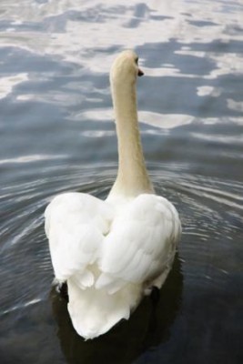 004.JPG (32.16 Kio) Vu 2959 fois 004.JPG