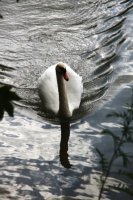 002.JPG (107.9 Kio) Vu 2959 fois 002.JPG