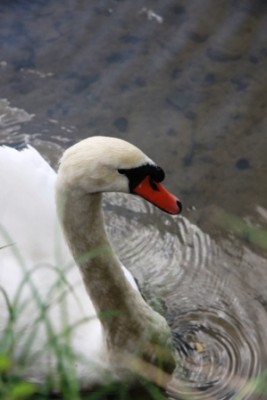 003.JPG (71.76 Kio) Vu 2959 fois 003.JPG