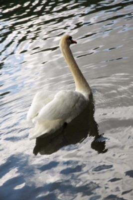 005.JPG (101.75 Kio) Vu 2959 fois 005.JPG