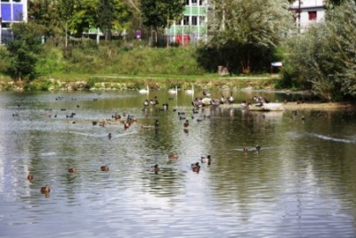 006.JPG (121 Kio) Vu 2959 fois 006.JPG