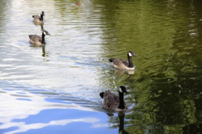 008.JPG (99.87 Kio) Vu 2959 fois 008.JPG