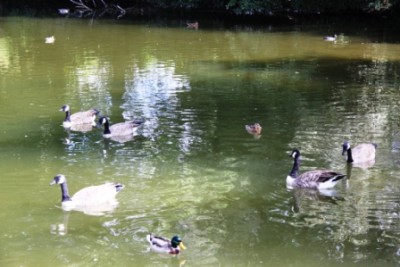 009.JPG (104.84 Kio) Vu 2959 fois 009.JPG