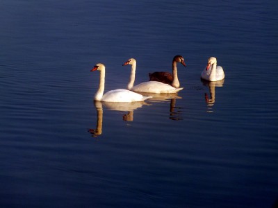 DSCF0058.JPGbis (Copier).jpg (66.81 Kio) Vu 1601 fois DSCF0058.JPGbis (Copier).jpg