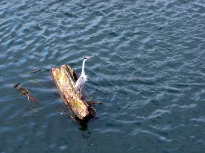 IMG_6473.JPGbis (Copier).jpg (130.99 Kio) Vu 1601 fois IMG_6473.JPGbis (Copier).jpg