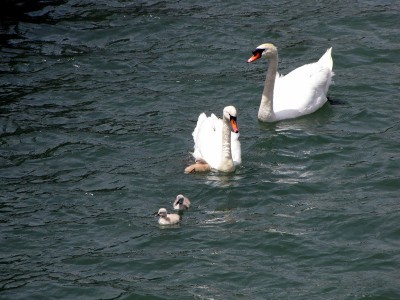 IMG_6476.JPGbis (Copier).jpg (145.01 Kio) Vu 1601 fois IMG_6476.JPGbis (Copier).jpg